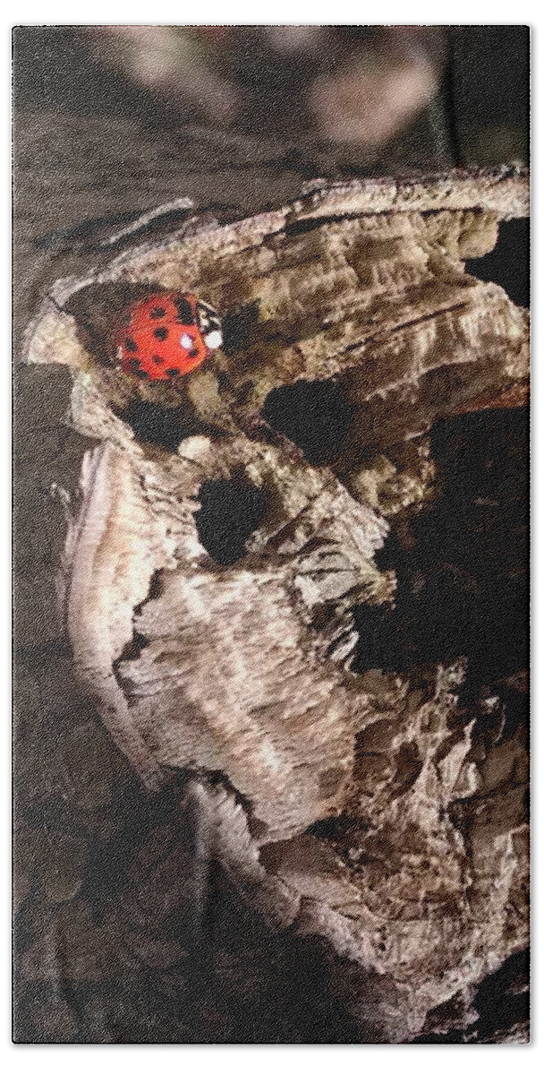 Ladybug Bath Towel featuring the photograph Just A Place To Rest by Allen Nice-Webb