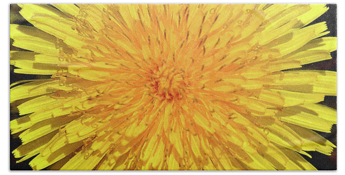 Dandelion Bath Towel featuring the photograph Just A Weed by Mark Fuller