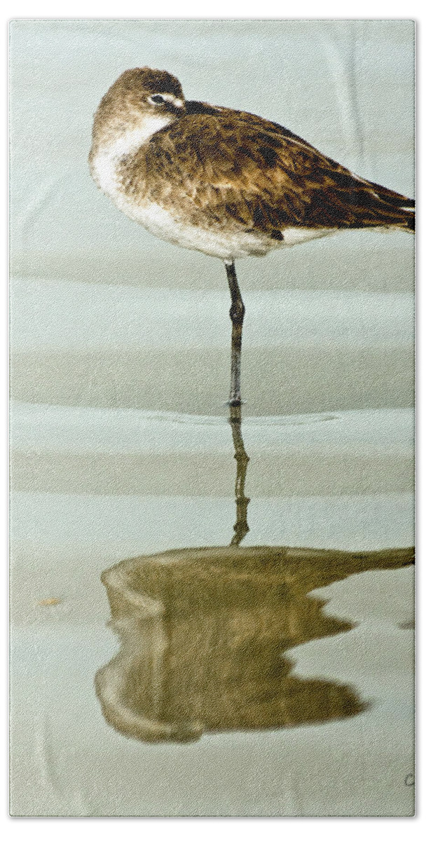 Willet Bath Towel featuring the photograph Just Being Coy by Christopher Holmes