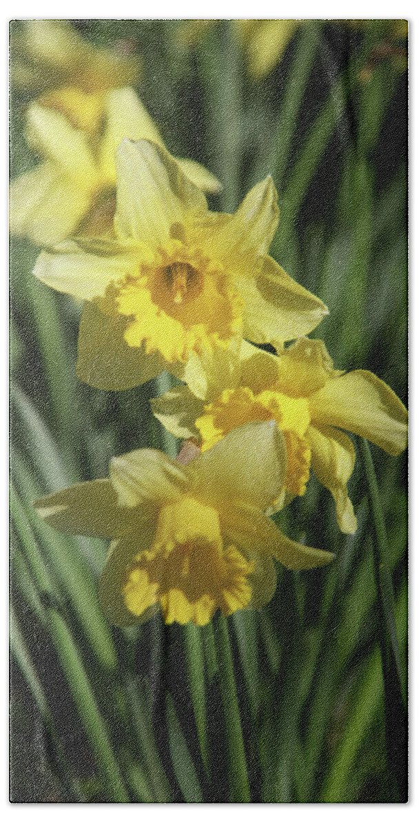 Heaton Bath Towel featuring the photograph Just Dafs by Jez C Self