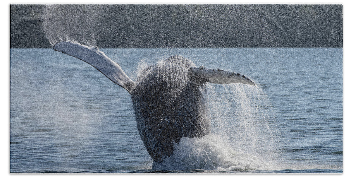 Whale Hand Towel featuring the photograph Just Do It by Bill Cubitt