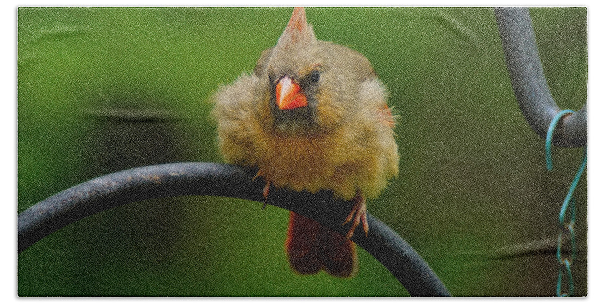 Female Cardinal Bath Towel featuring the photograph Just doing a little feather fluffing by Robert L Jackson