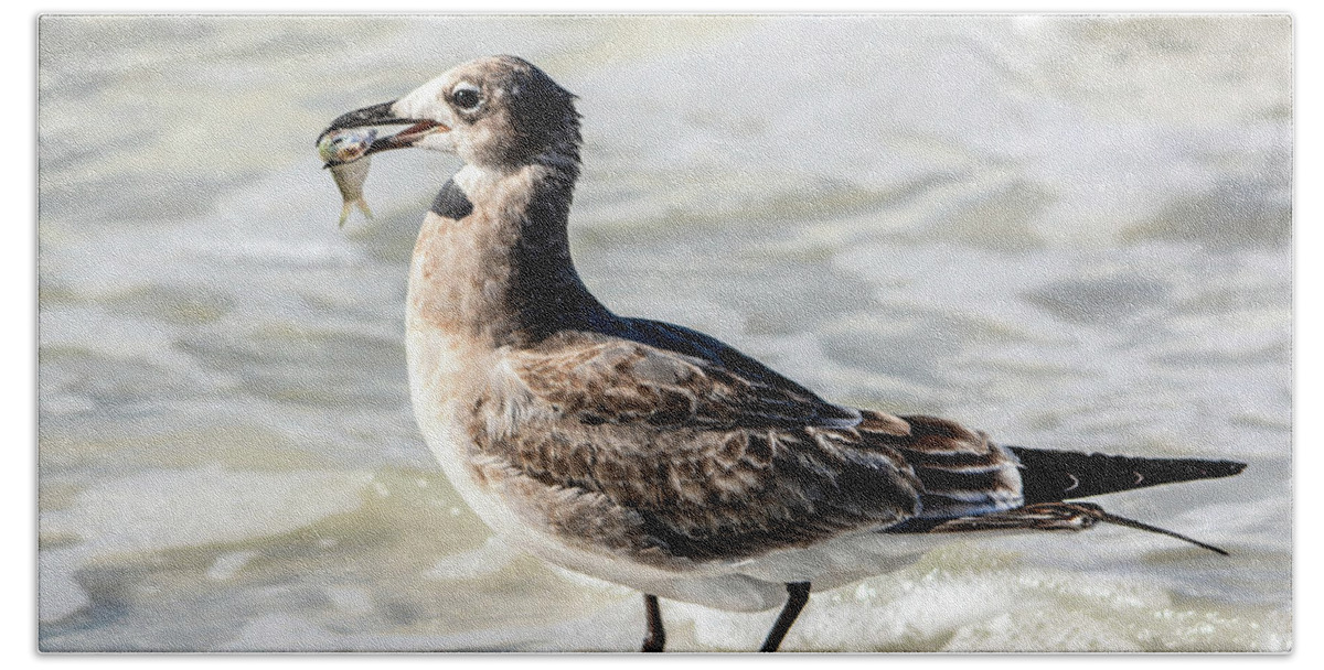Gull Hand Towel featuring the photograph Juvenile Gull with Fish by John Greco