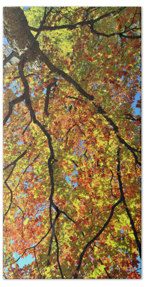 Cook County Bath Towel featuring the photograph Kaleidoscope of Fall Color in Cook County by Ray Mathis