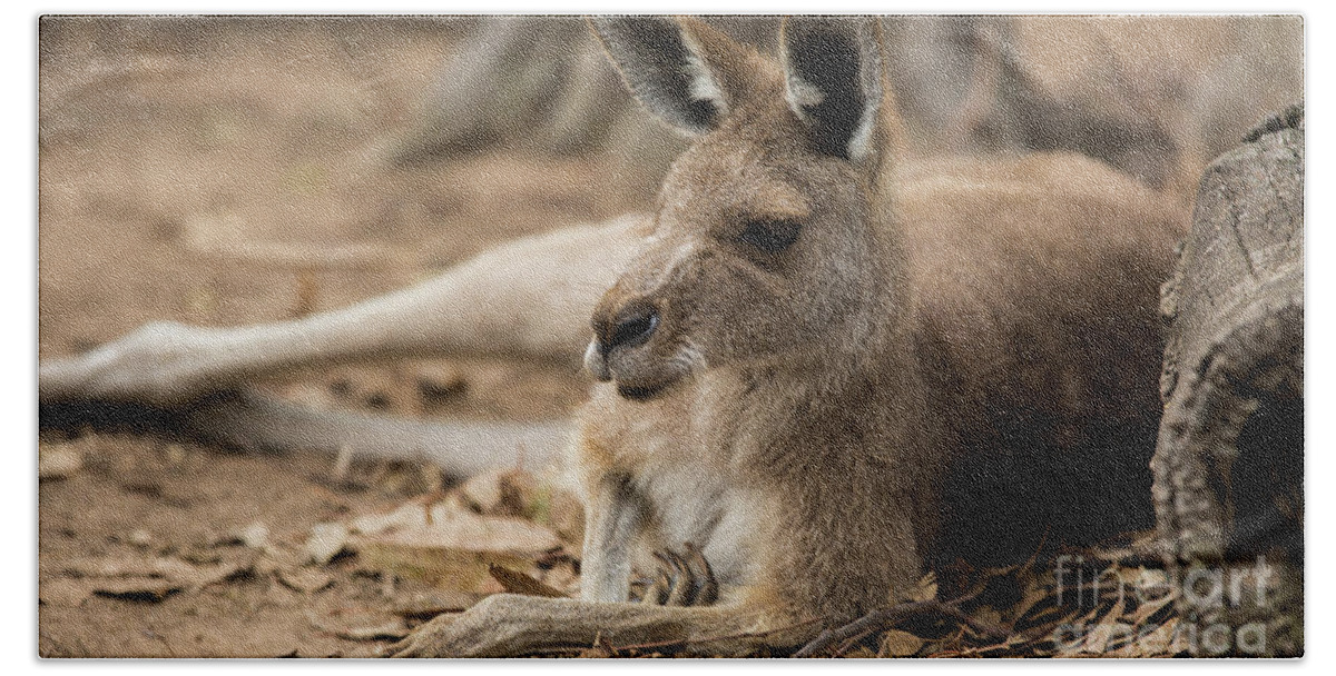 Australia Hand Towel featuring the photograph Kangaroo by Agnes Caruso