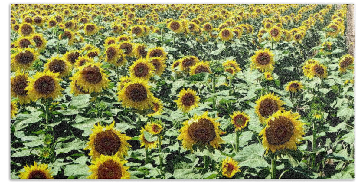 Sunflowers Bath Towel featuring the photograph Kansas Sunflower Field by Keith Stokes