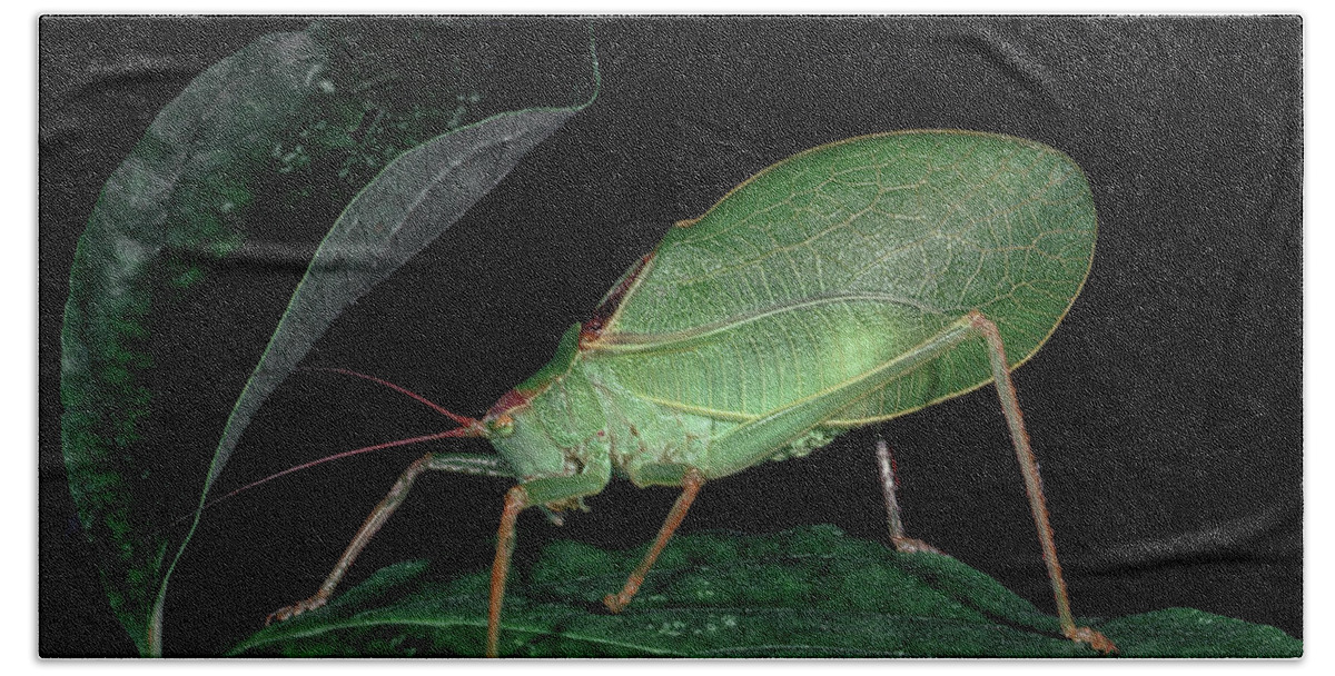 Insects Hand Towel featuring the photograph Katydid at night by Gary Shepard
