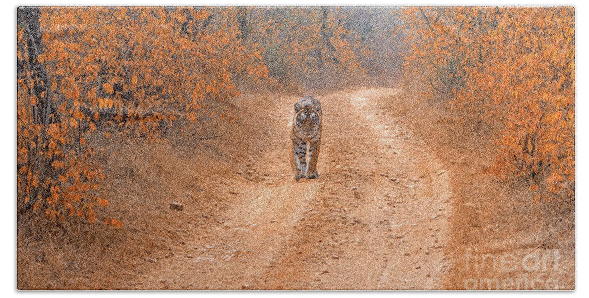 Tiger Bath Towel featuring the photograph Keep walking by Pravine Chester