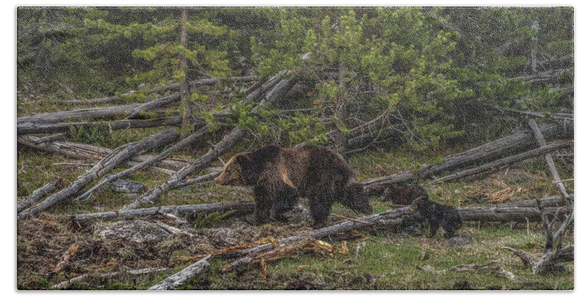 Beryl Springs Grizzly Sow Hand Towel featuring the photograph Keeping Up With Mama Bear by Yeates Photography
