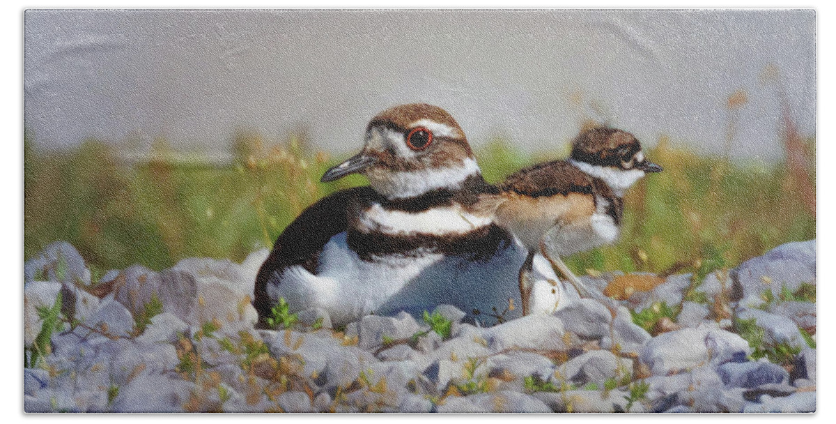 Killdeer Bath Towel featuring the photograph Killdeer and Chick by Susan Rissi Tregoning