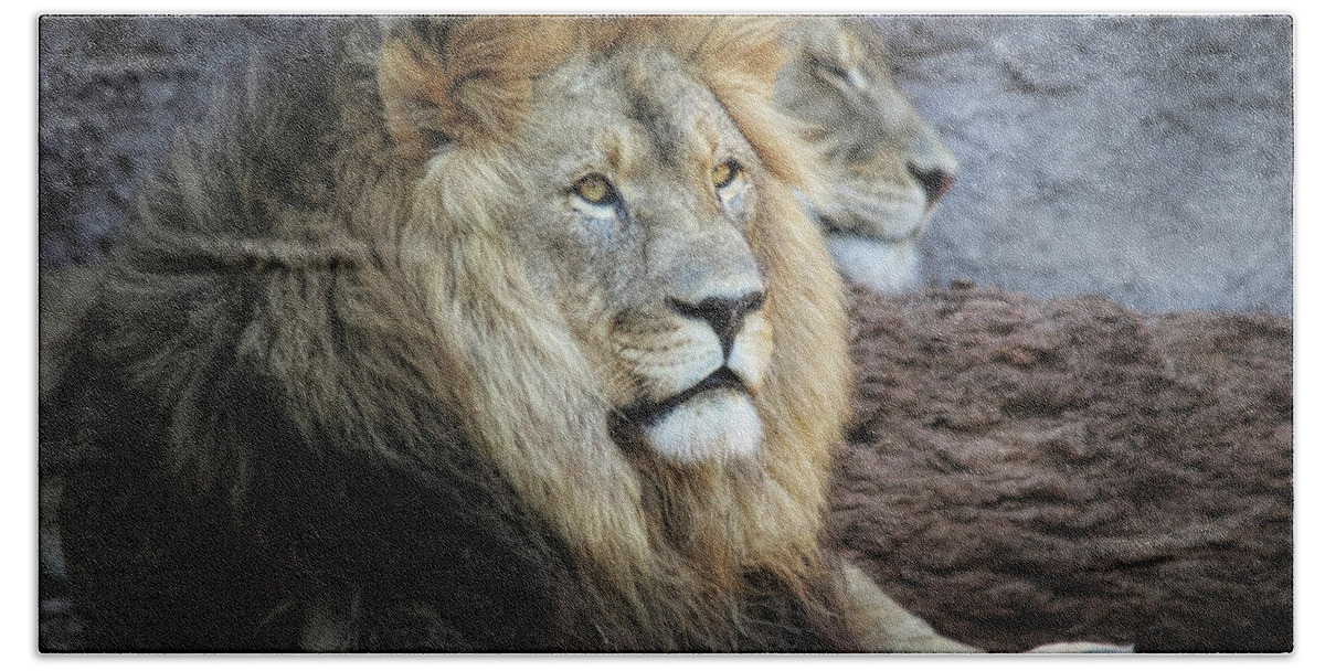 Lions Hand Towel featuring the photograph King N Queen by Elaine Malott