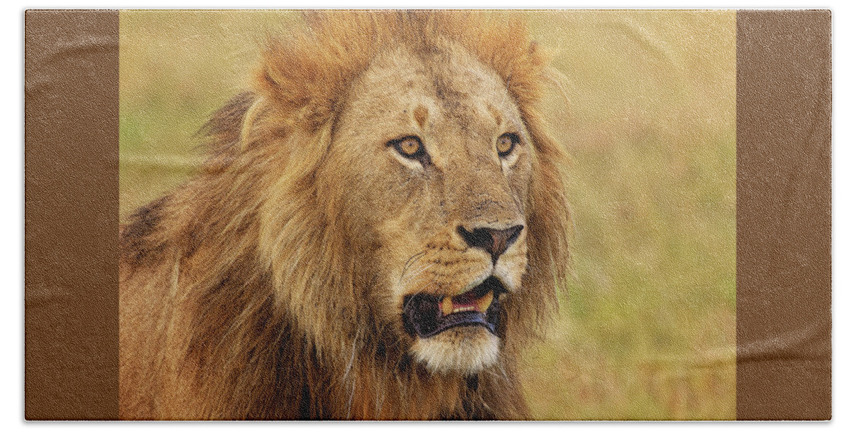 Africa Bath Towel featuring the photograph King of Beasts by Mitchell R Grosky