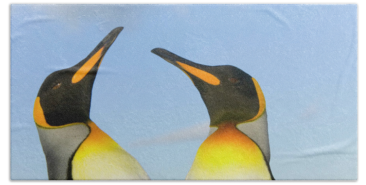 00345350 Hand Towel featuring the photograph King Penguins Interacting by Yva Momatiuk John Eastcott