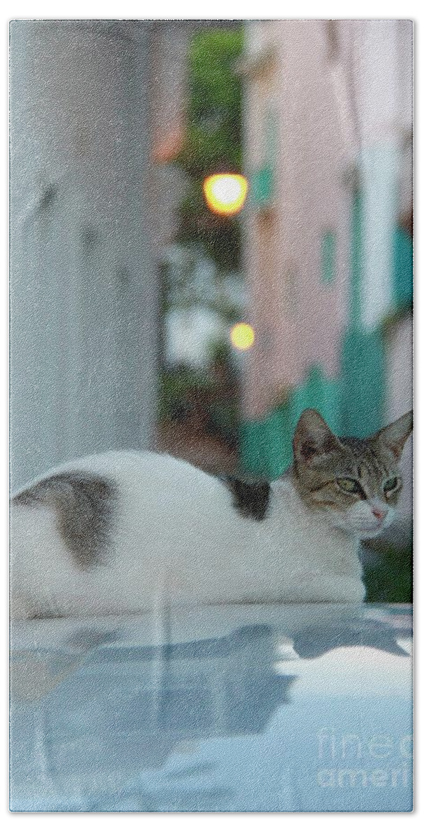 Old San Juan Hand Towel featuring the photograph Kitten Reflections by Suzanne Oesterling