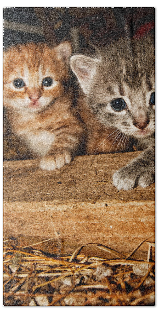 Kittens Bath Towel featuring the photograph Kittens by Amber Flowers