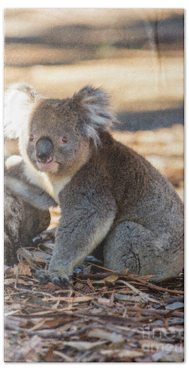 Koala Bath Towel featuring the photograph Koala by Andrew Michael