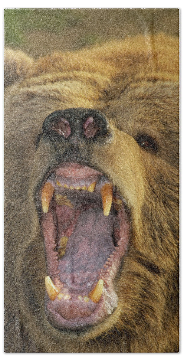 Mp Hand Towel featuring the photograph Kodiak Bear Ursus Arctos Middendorffi by Matthias Breiter