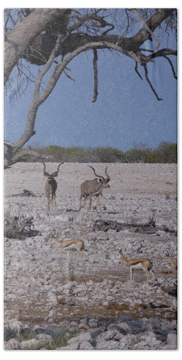 Africa Bath Towel featuring the photograph Kudu and Springbok 2 by Ernest Echols