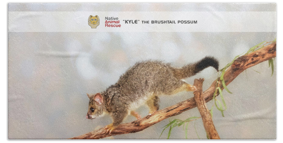 Mad About Wa Hand Towel featuring the photograph Kyle the Brushtail Possum, Native Animal Rescue by Dave Catley