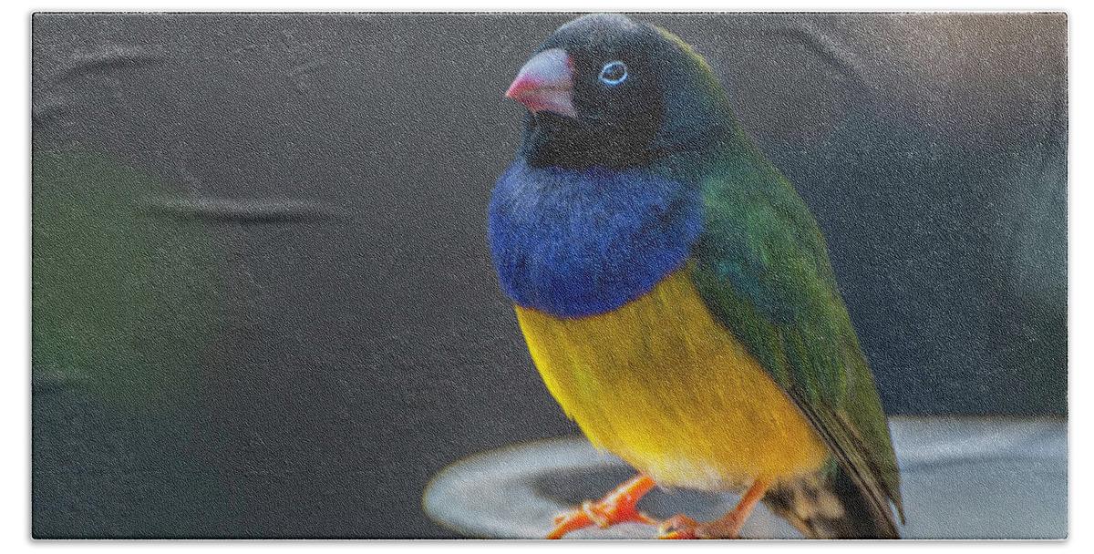 Lady Gouldian Finch Bath Towel featuring the photograph Lady Gouldian Finch by John Poon