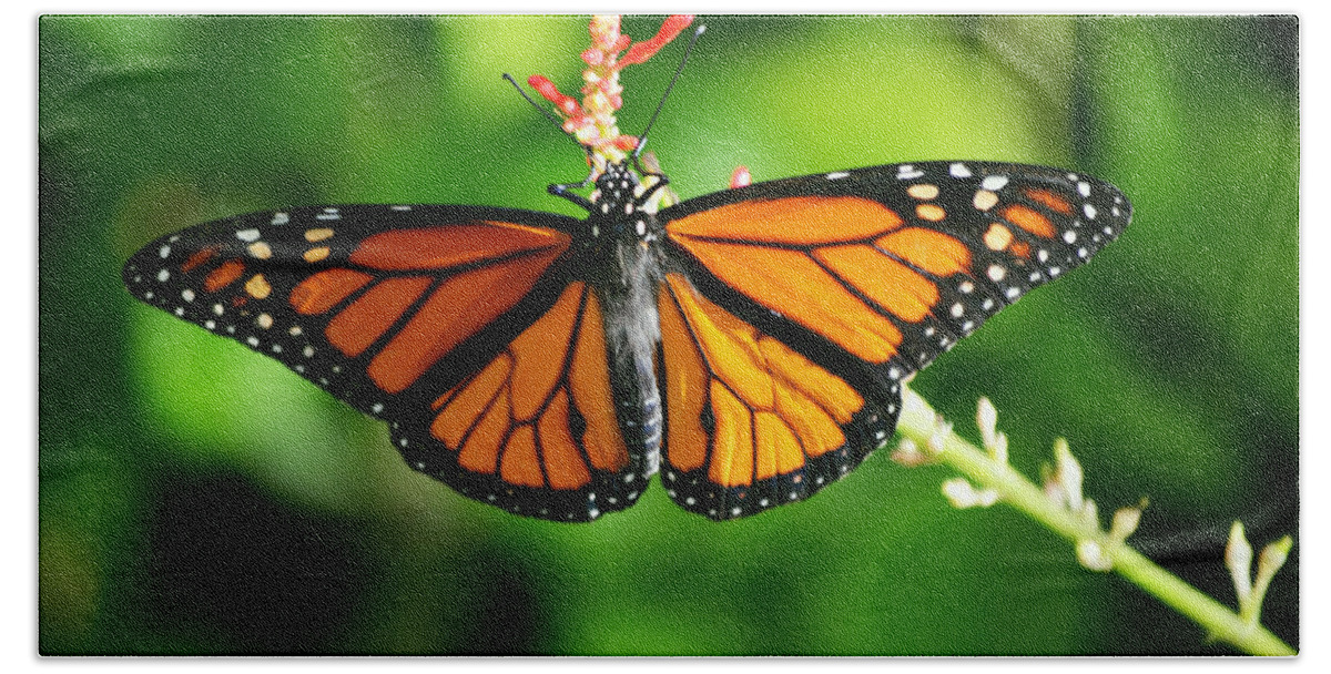 Monarch Bath Towel featuring the photograph Lady Monarch by Melanie Moraga