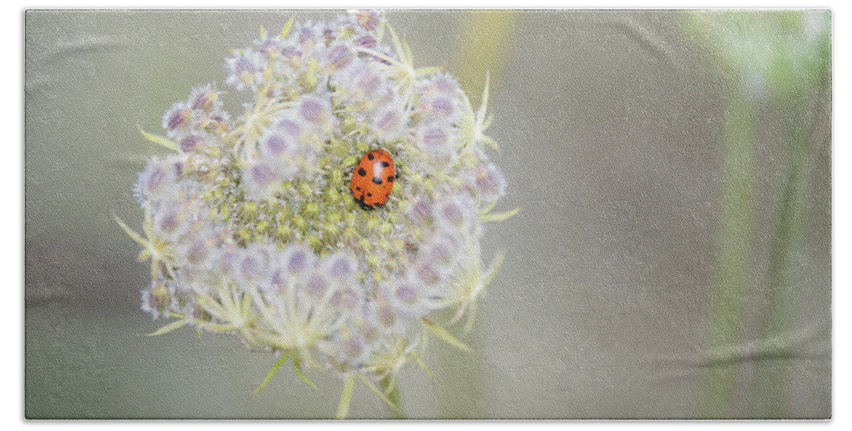 Lady Bug Hand Towel featuring the photograph Lady on the Lace by Steph Gabler