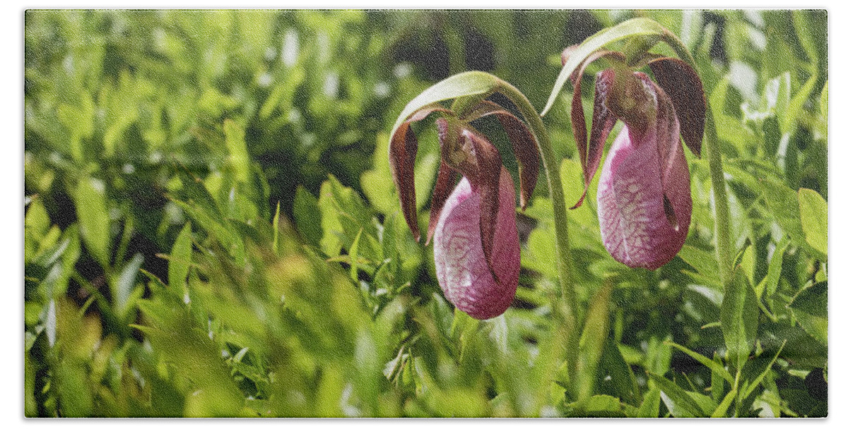 Lady Slipper Orchids Bath Towel featuring the photograph Lady Slipper Orchids by Holly Ross