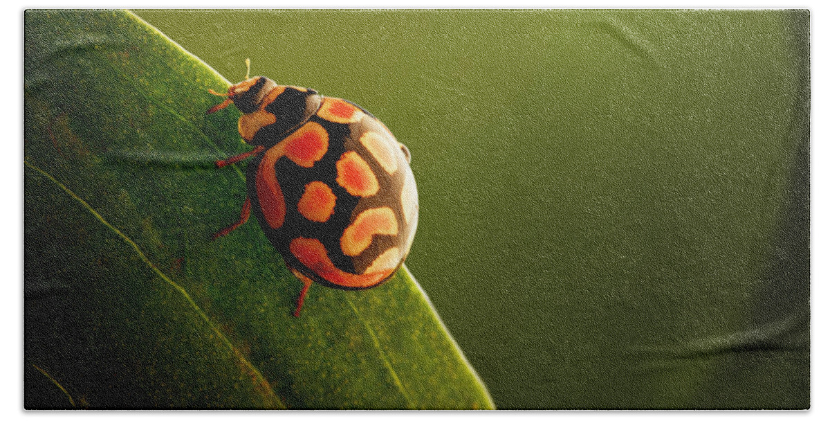 Ladybug Hand Towel featuring the photograph Ladybug on green leaf by Johan Swanepoel