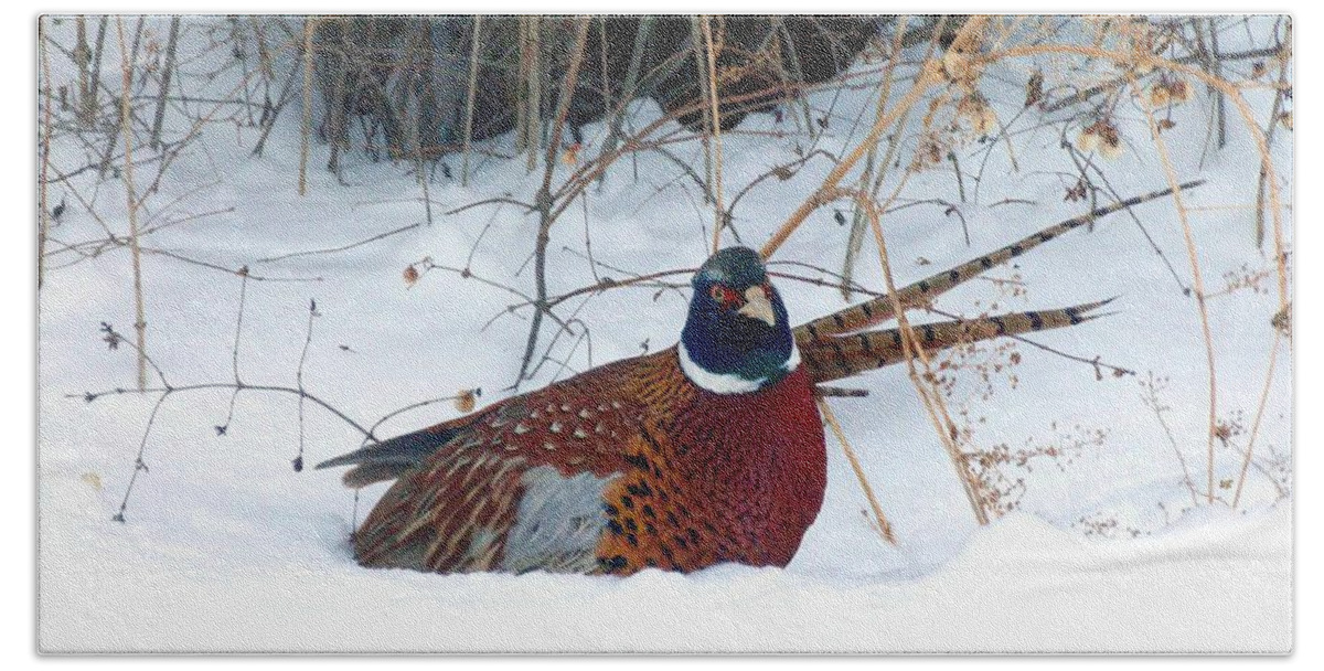 Ring-necked Pheasant Bath Towel featuring the photograph Lake Country Pheasant 2 by Will Borden
