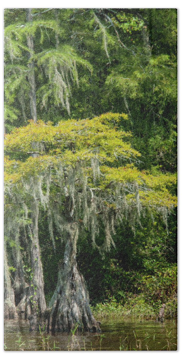 Cypress Hand Towel featuring the photograph Lake Waccamaw Cypress by Brian Green