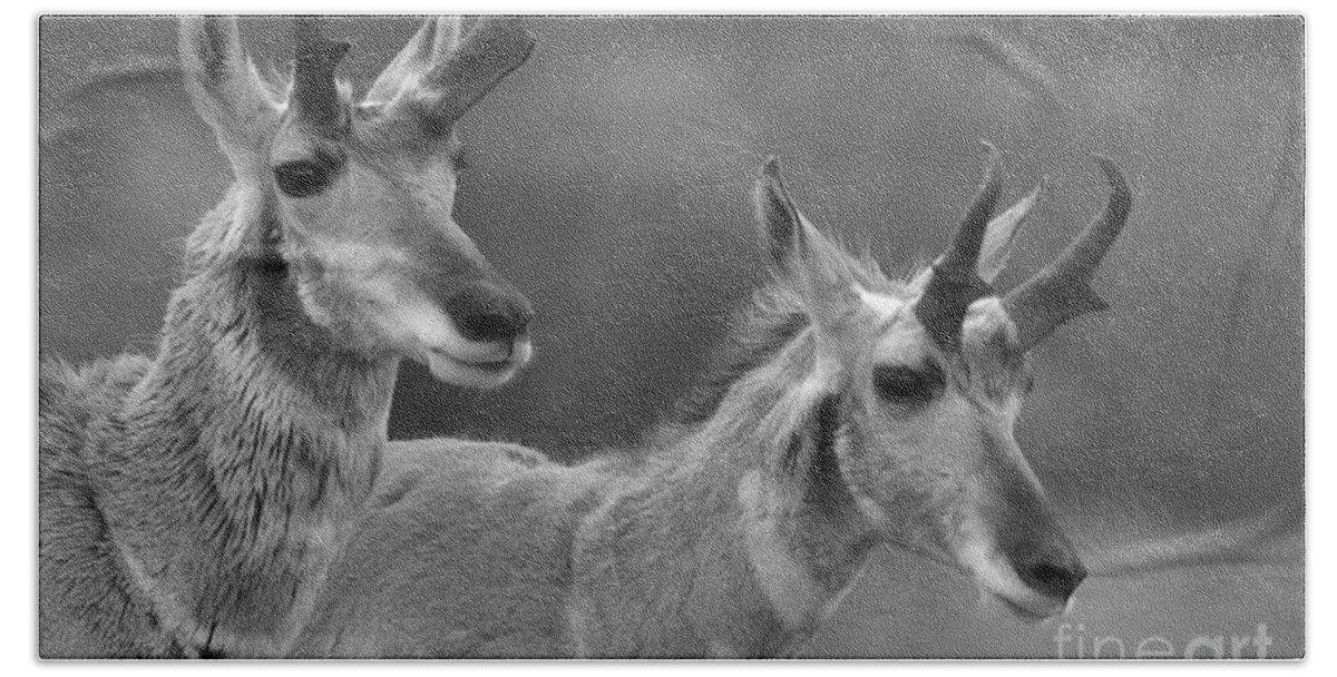 Pronghorn Bath Towel featuring the photograph Lamar Valley Pronghorn Landscape Black And White by Adam Jewell