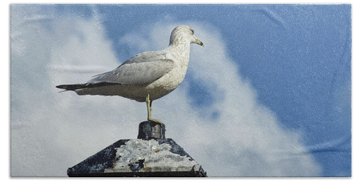 Sea Gulls Hand Towel featuring the photograph Lamp Post Eddie by Jan Amiss Photography