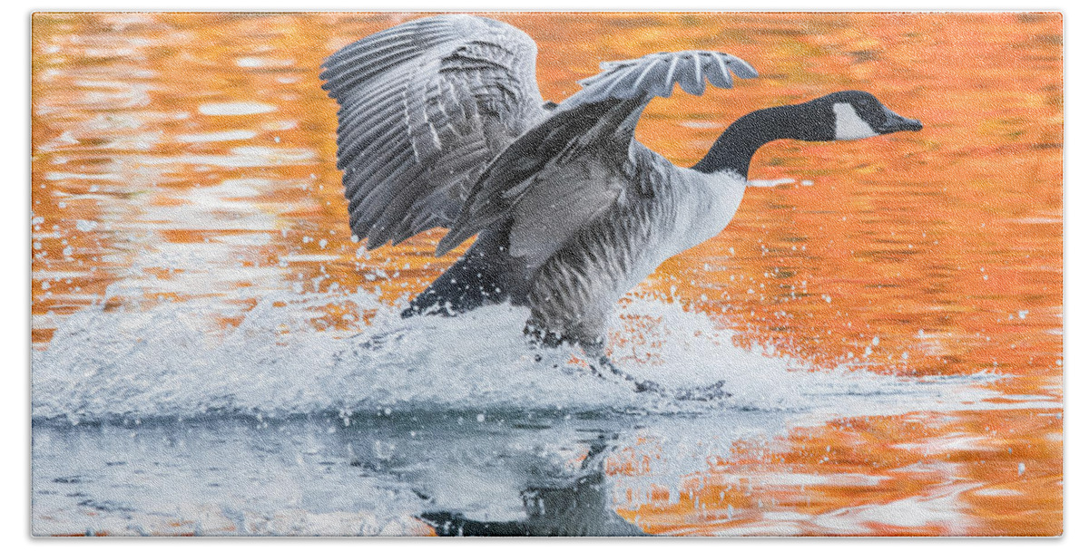 Canadian Goose Bath Towel featuring the photograph Landing by Parker Cunningham