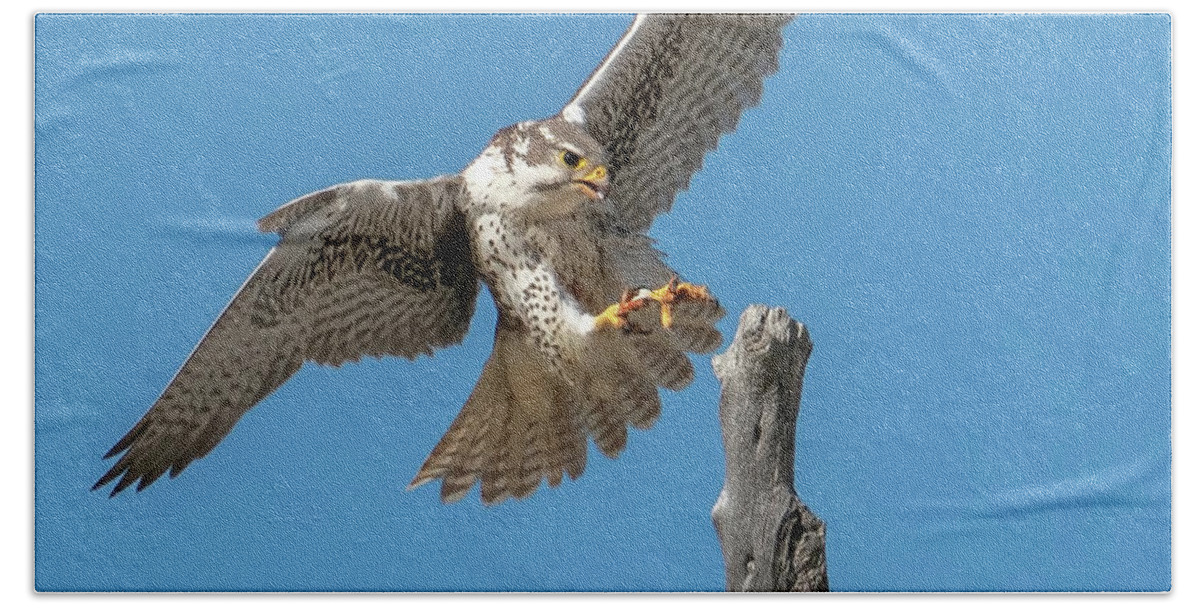 Falcons Hand Towel featuring the photograph Landing Prairie Falcon by Judi Dressler