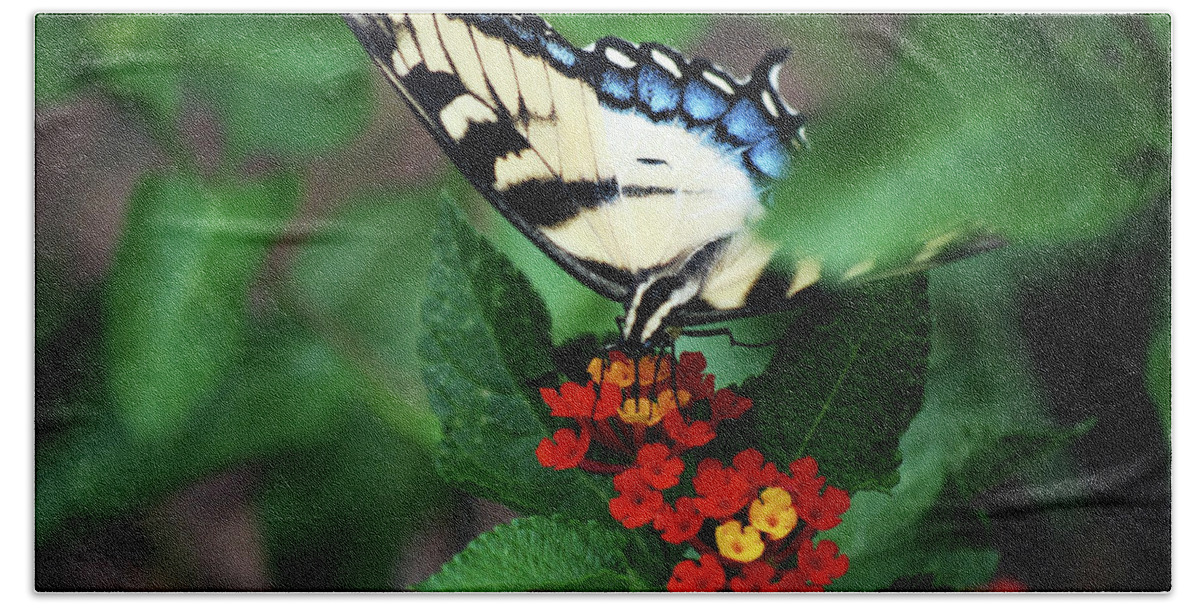 Butterfly Bath Towel featuring the photograph Lantana Lunch by Lori Tambakis