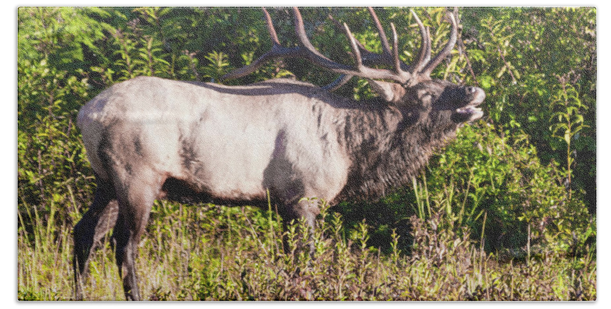 Bull Bath Towel featuring the photograph Large Bull Elk Bugling by D K Wall