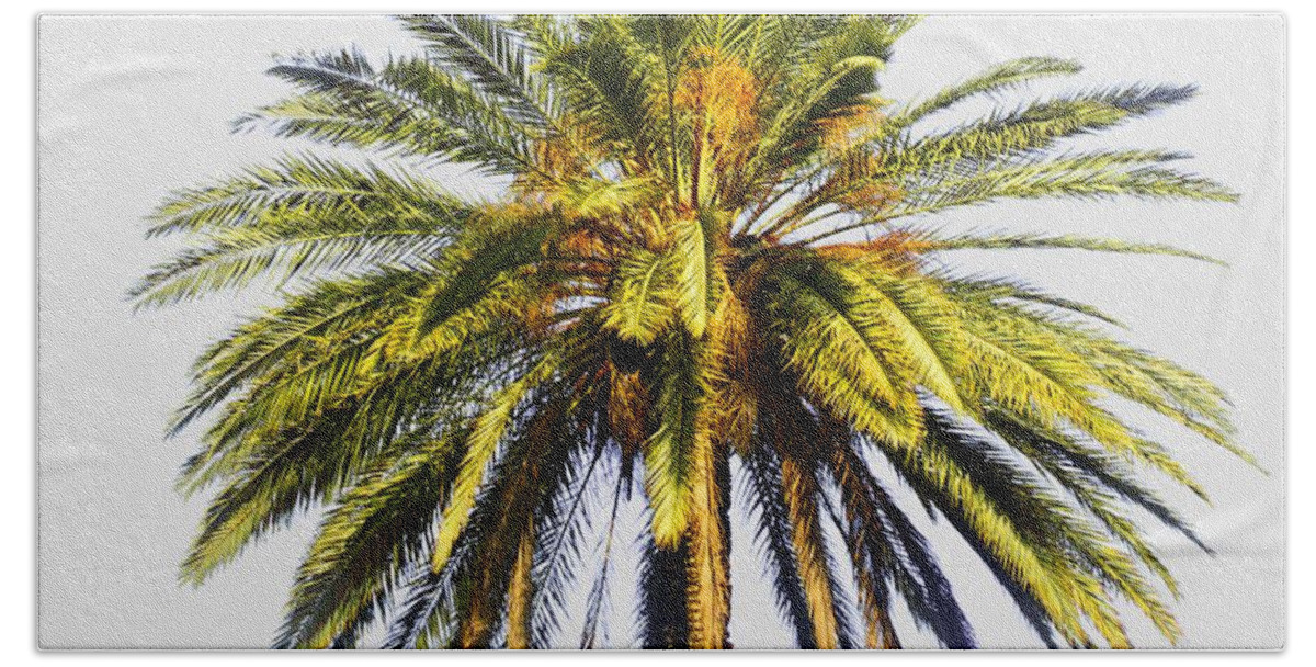 Prosperity; Peace; Middle East; Large; Palm Tree; Palm; Tree; Dates; Fruit; Mature; Ripe; Background; Oasis; Haven; Psi; Idr; Square Bath Towel featuring the photograph Large palm tree with dates by Ilan Rosen