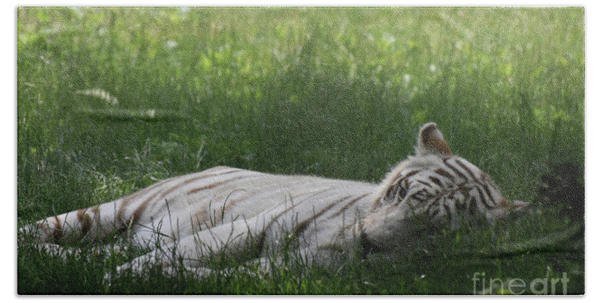 Tiger Bath Towel featuring the photograph Large White Bengal Tiger Laying in the Grass by DejaVu Designs