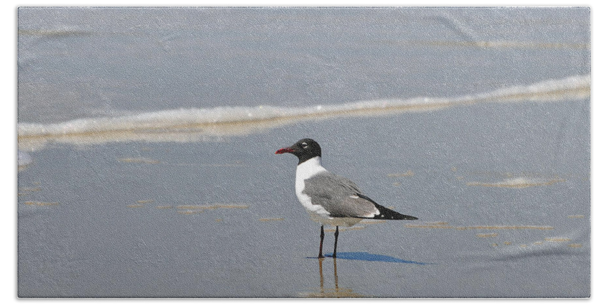 Laughing Gull Bath Towel featuring the photograph Laughing Gull Reflecting by Al Powell Photography USA