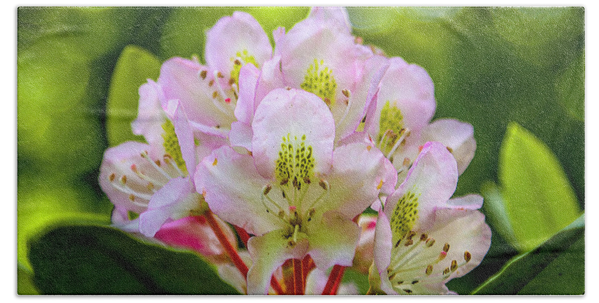 Rhododendrons Hand Towel featuring the photograph Laurel Gems by Dale R Carlson