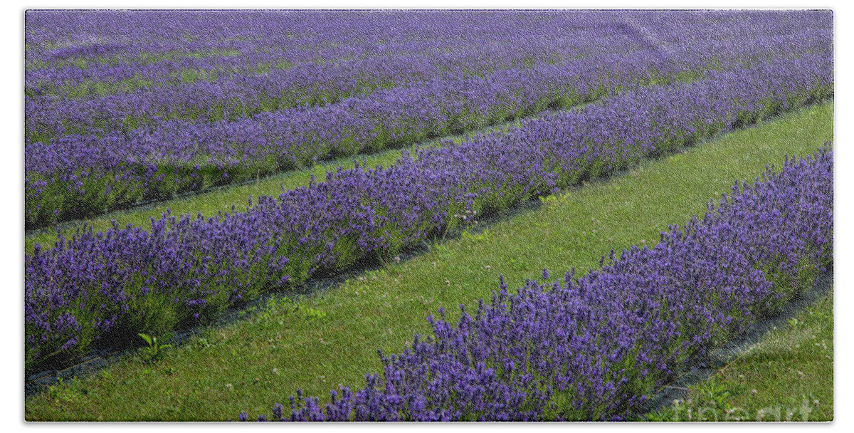 Lavender Hand Towel featuring the photograph Lavendar Rows by Timothy Johnson