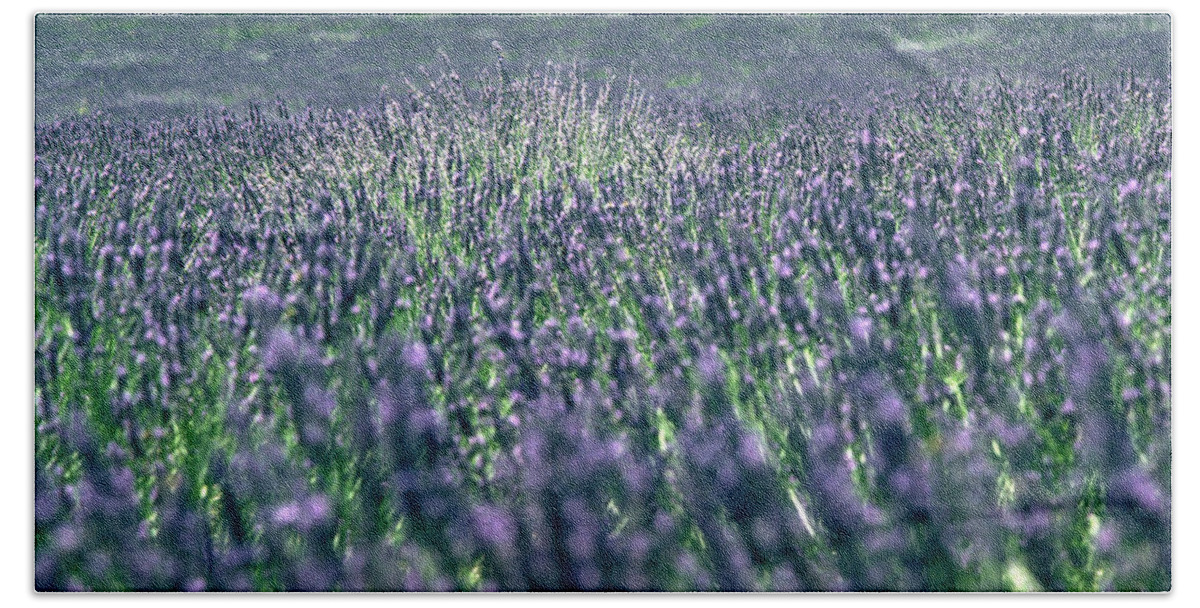 Lavender Hand Towel featuring the photograph Lavender by Flavia Westerwelle