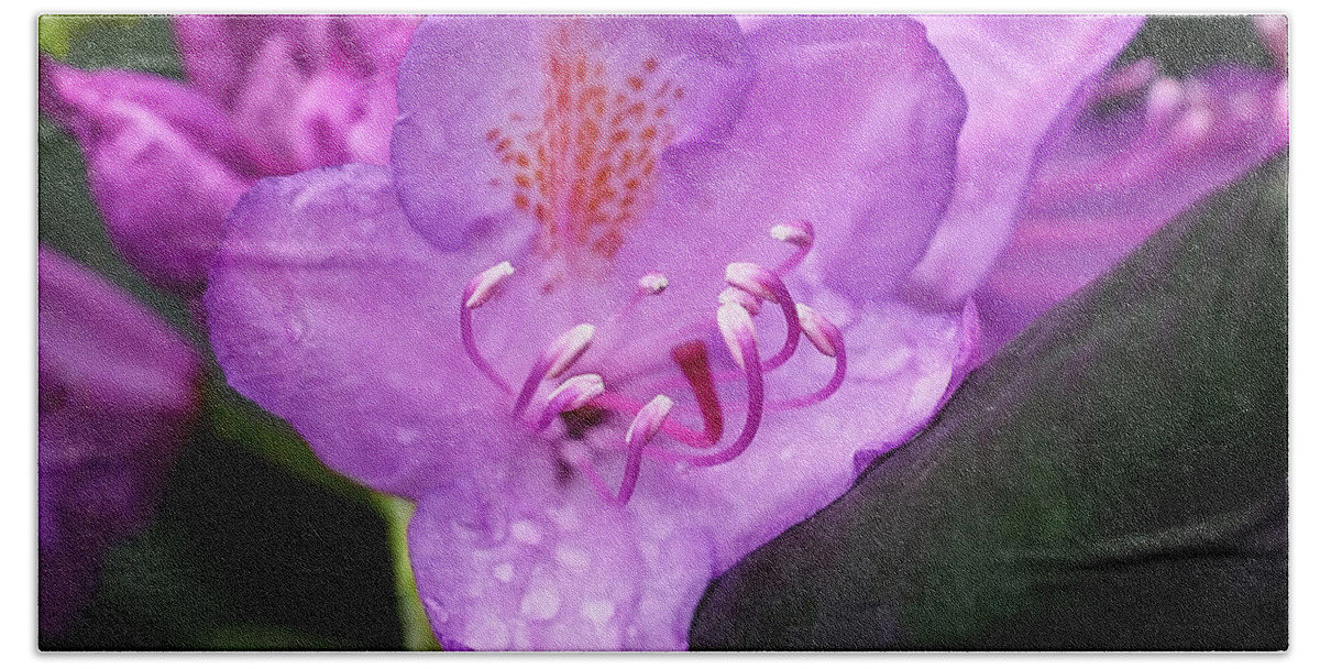 Rhododendron Bath Towel featuring the photograph Lavender Rhododendron by Rona Black