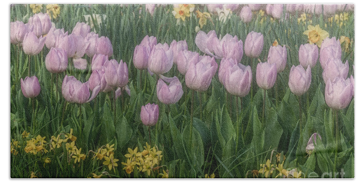 Lavender Bath Towel featuring the photograph Lavender Tulips by Elaine Teague