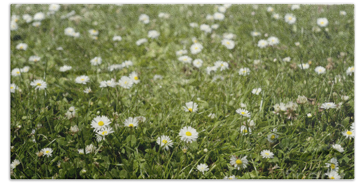 Daisy Bath Towel featuring the photograph Lawn of daisies by Cindy Garber Iverson