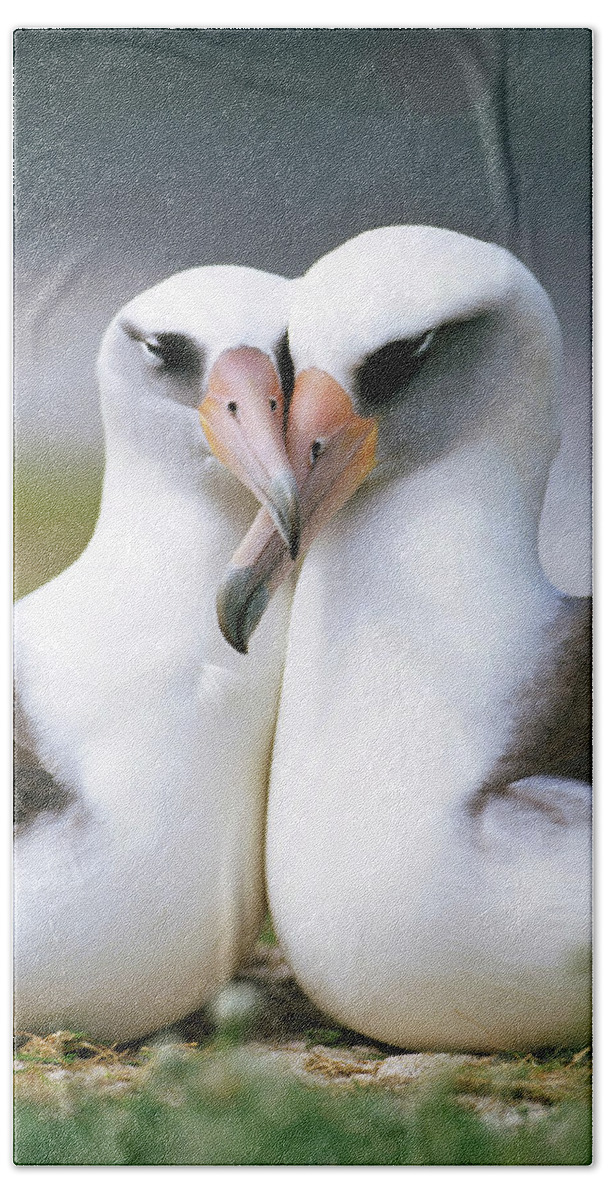 Mp Bath Towel featuring the photograph Laysan Albatross Phoebastria by Tui De Roy