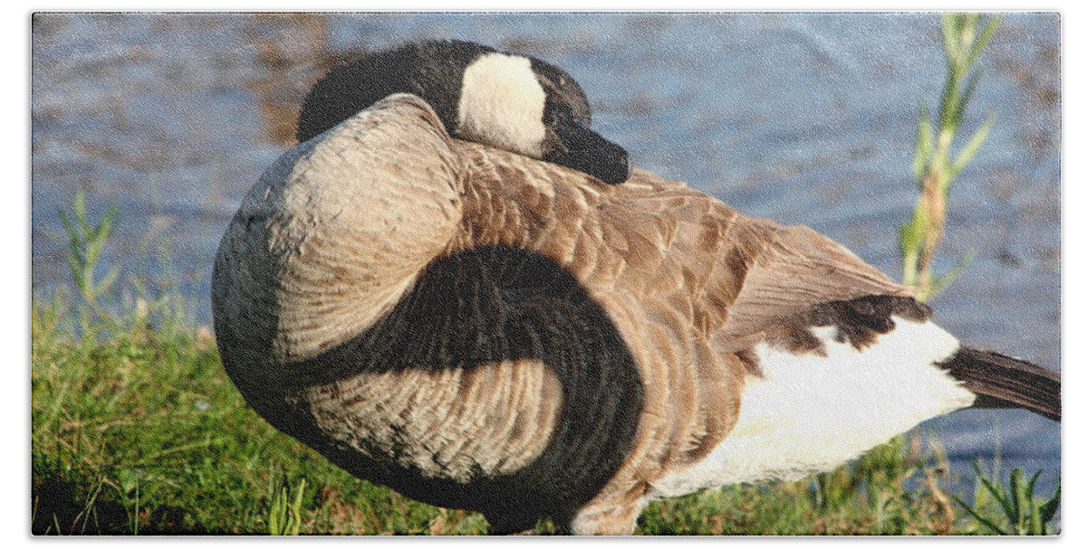 Nature Bath Towel featuring the photograph Lazy Canada Goose and Shadow by Sheila Brown