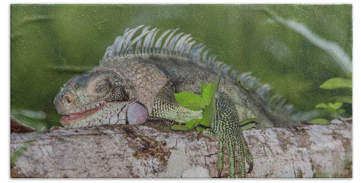 Rachelleeyoung Bath Towel featuring the photograph Lazy Iguana by Rachel Lee Young