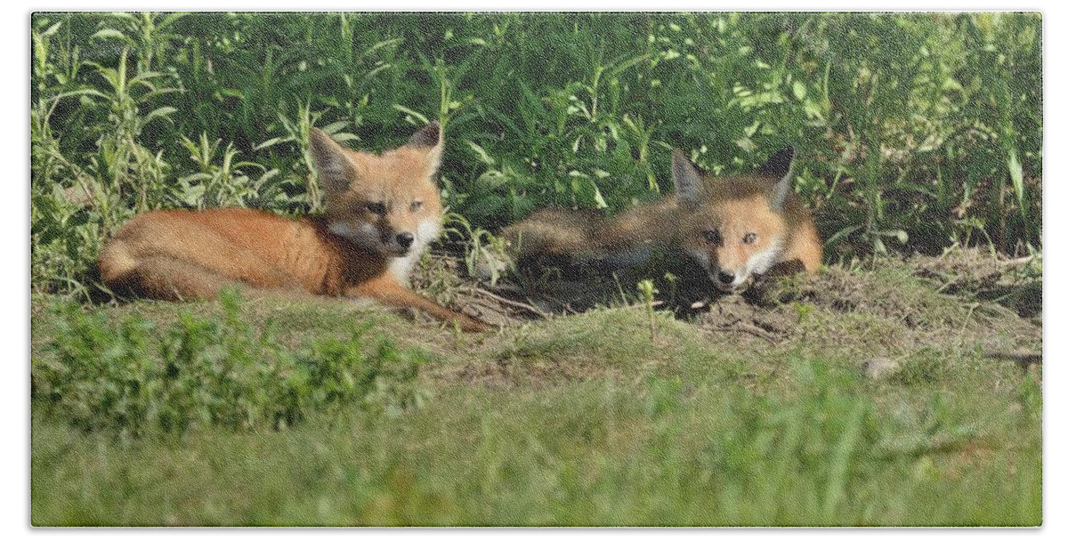 Nature Bath Towel featuring the photograph Lazy Sunday at The Den-Fox Kits by David Porteus