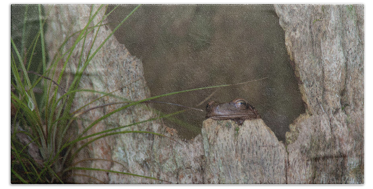 Tree Hand Towel featuring the photograph Lazy Tree Frog by David Watkins